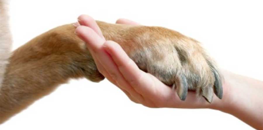 La storia di Piedino, il primo cane al mondo con le protesi a tutte e quattro le zampe