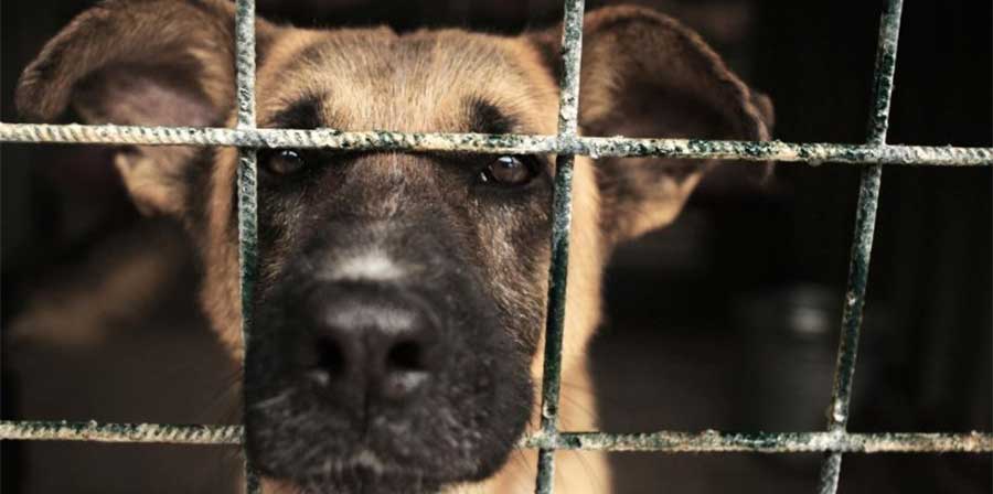 Cani malati e denutriti: sequestrato allevamento abusivo a Roma