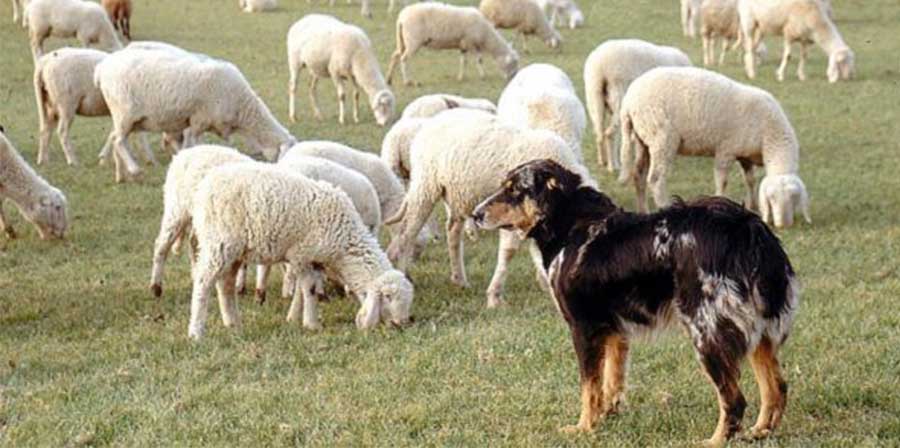 Cane da pastore non vuole lasciare le “sue” pecore e insegue camion