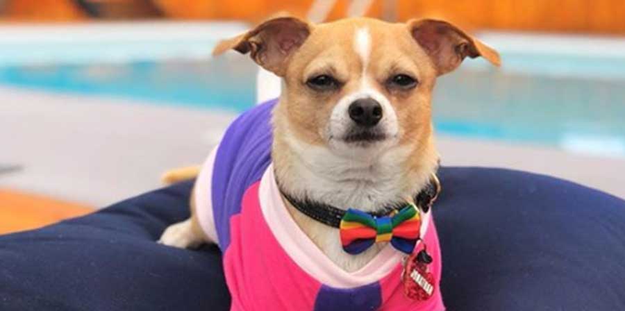 Chihuahua viene salvato da eutanasia, ora gira il mondo