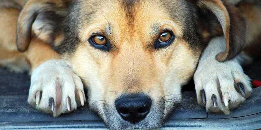 Uno studio:  “I cani possono riconoscere le crisi epilettiche”