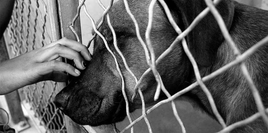 Senzatetto visita i suoi cani prima della soppressione, ma una volontaria li salva
