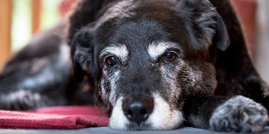 Debora, la volontaria che adotta solo i cani anziani