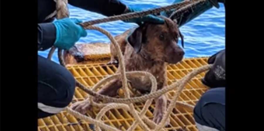 Cane salvato a più di 200 km dalla costa