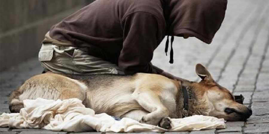 Milano, arriva l'assistenza gratuita ai cani dei senzatetto