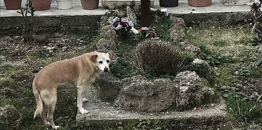 Addio a Nicoletta, il cane che per 10 anni ha vegliato la tomba del proprietario