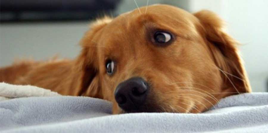 Uno studio: “Stress sincronizzato per i cani e i loro proprietari”