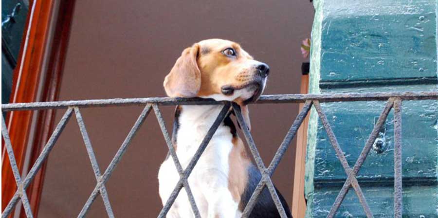 A Verona multe fino a 500 euro per chi lascia il cane sul balcone
