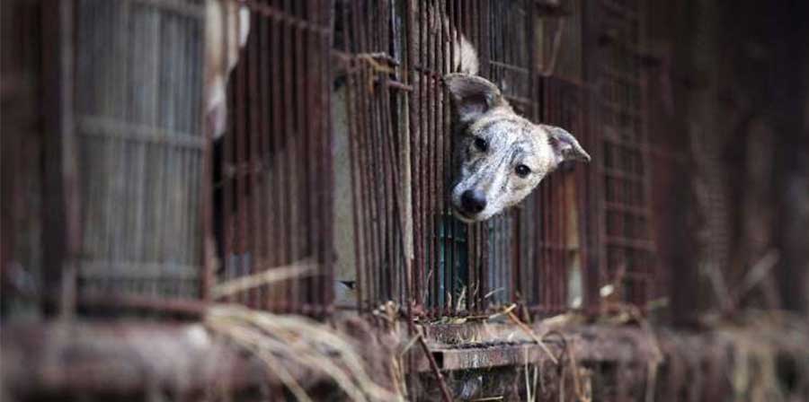 Chiude il più grande mercato di carne di cane in Corea del Sud, al suo posto un parco