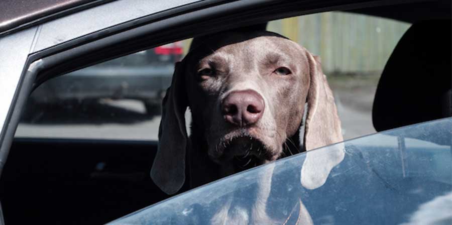 Lascia il cane chiuso in auto sotto il sole, denunciato