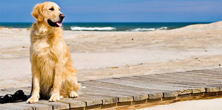 Il Tar: “I Comuni non possono vietare i cani in spiaggia”