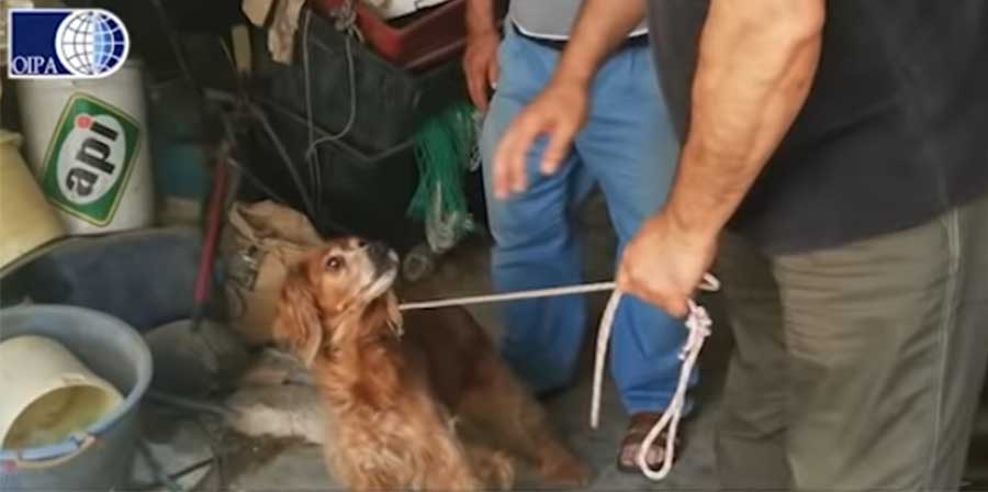 Rinchiusa per anni in un garage tra feci e spazzatura: salvata cagnolina