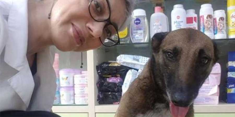 Cane ferito entra in farmacia e viene curato: il video