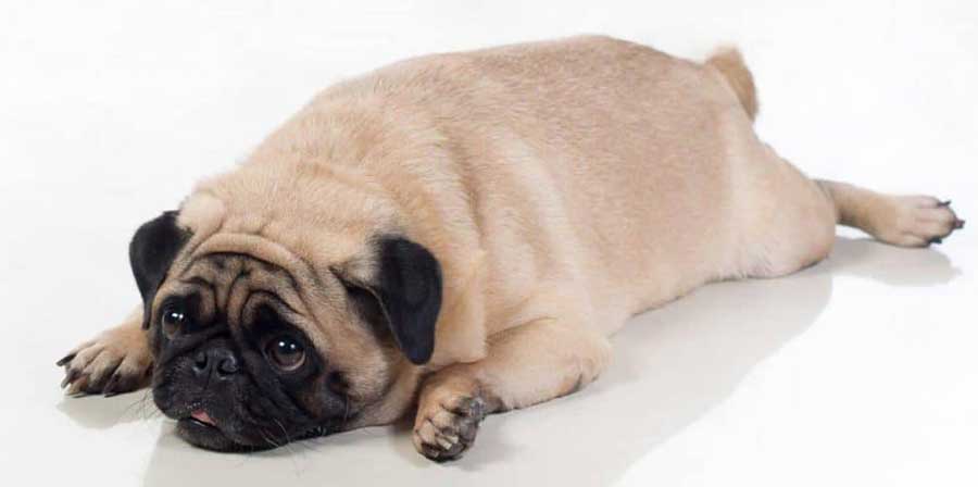 Uno studio: “I cani obesi sono più irritabili”