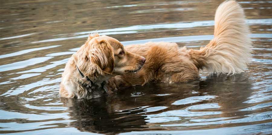 Cane rischia di annegare, il proprietario si butta nel lago per salvarlo