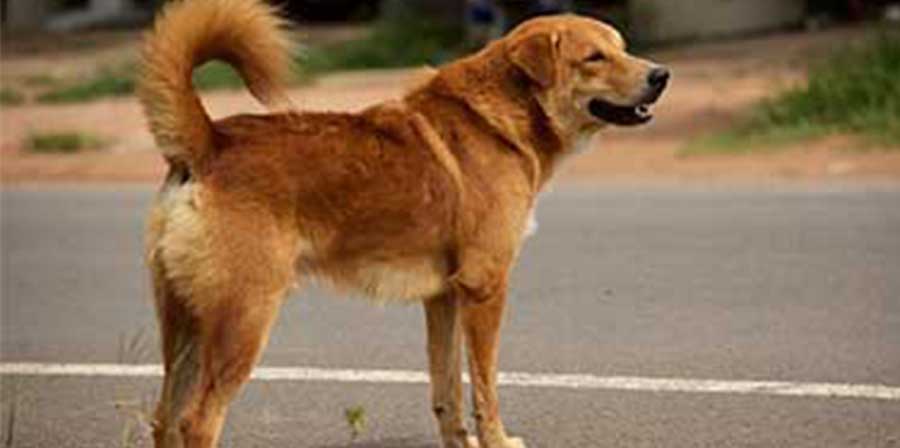 Il proprietario muore, il cane lo aspetta da un anno e mezzo nel luogo dell'incidente