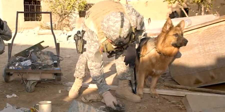 Negli Usa cani dell'esercito omaggiati con dei francobolli