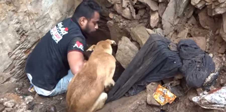 Cuccioli intrappolati sotto le macerie, la mamma chiede aiuta e scava per salvarli