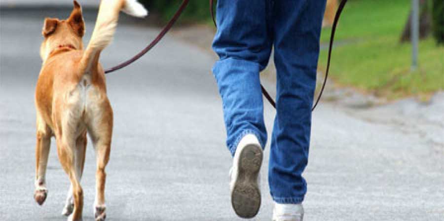 In Australia multa se non porti a passeggio il cane