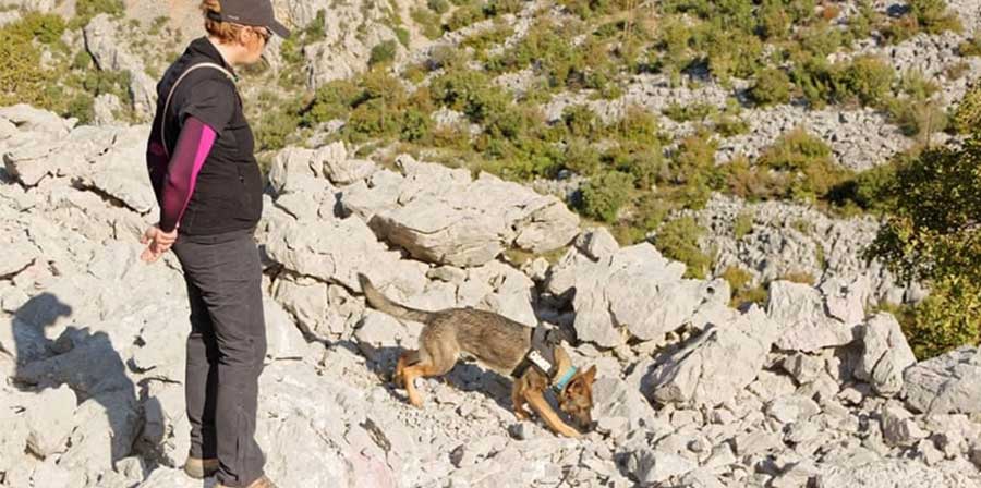 In Croazia cani annusano tombe risalenti a 3000 anni fa
