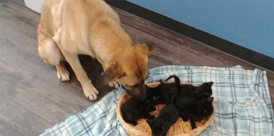Cane randagio salva cinque gattini riscaldandoli con il suo corpo