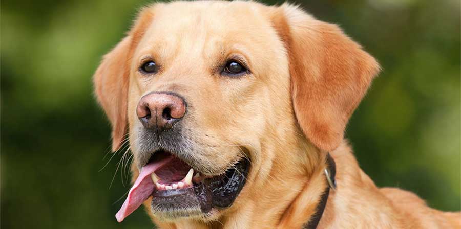 Cadono in una vasca, cani salvati dai Vigili del fuoco grazie all'aiuto di un Labrador