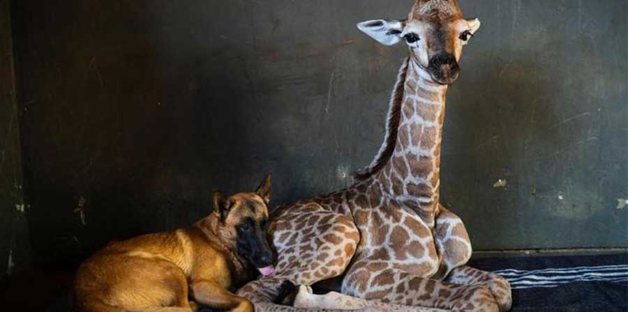 L'amica giraffa muore, il cane Hunter le rimane accanto fino alla fine