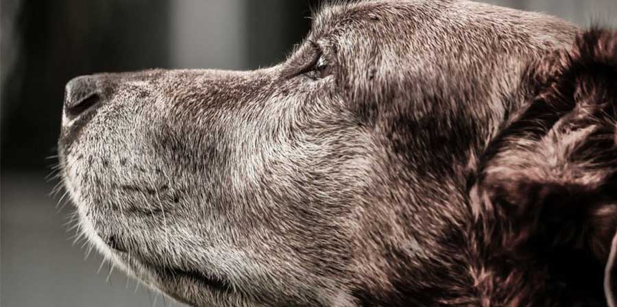 Un bonus per chi adotta un cane anziano, l'iniziativa del Comune di Livorno