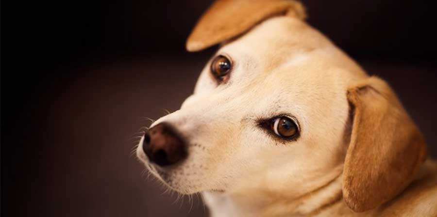 Cane randagio si rifugia nel presepe, la foto diventa virale