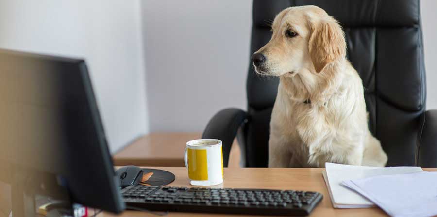 Sì al cane in ufficio: al via progetto sperimentale in comune toscano