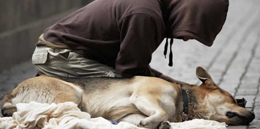 Da anni cura gratis i cani dei senzatetto: la storia del veterinario Kwane