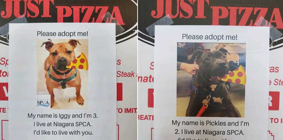Foto di cani sui cartoni della pizza per trovare loro una famiglia