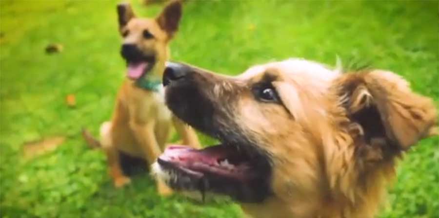 Veterinario rapisce due cuccioli e li salva dai maltrattamenti