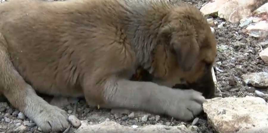 Cucciolo cade in un pozzo petrolifero, bimbo di 10 anni lo salva