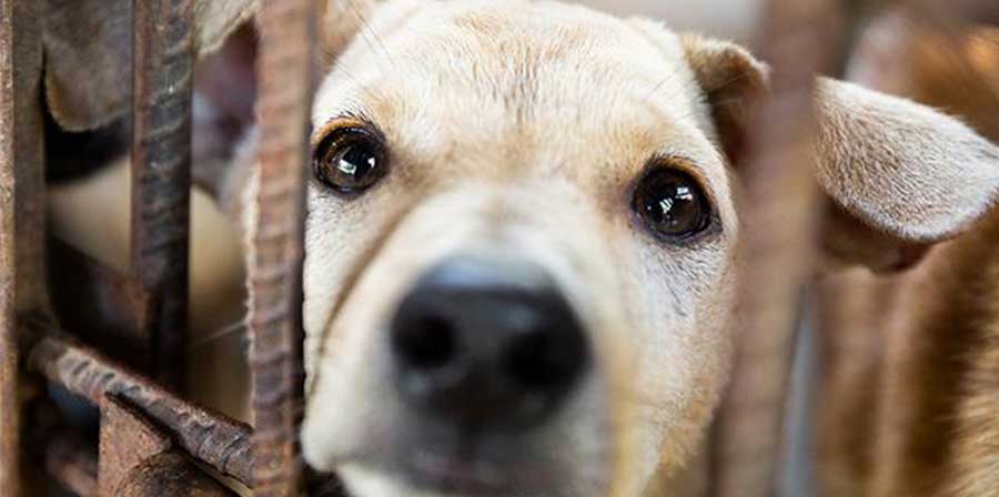 Cina, Shenzhen la prima città a vietare la carne di cane e gatto