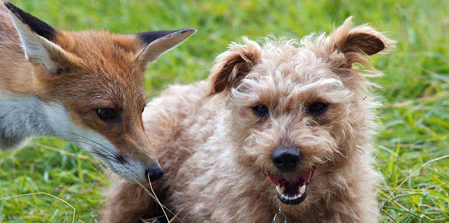 Maddie e Rosie, un cane e una volpe legati da un'amicizia speciale