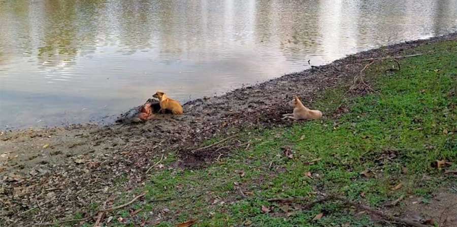 Cani randagi proteggono donna anziana e cieca che dorme su riva del fiume