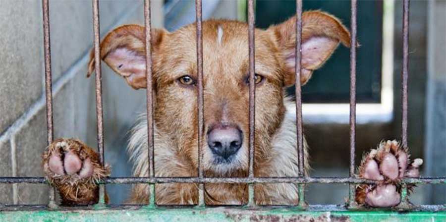 Svolta in Cina: vietato il consumo di carne di cani e gatti