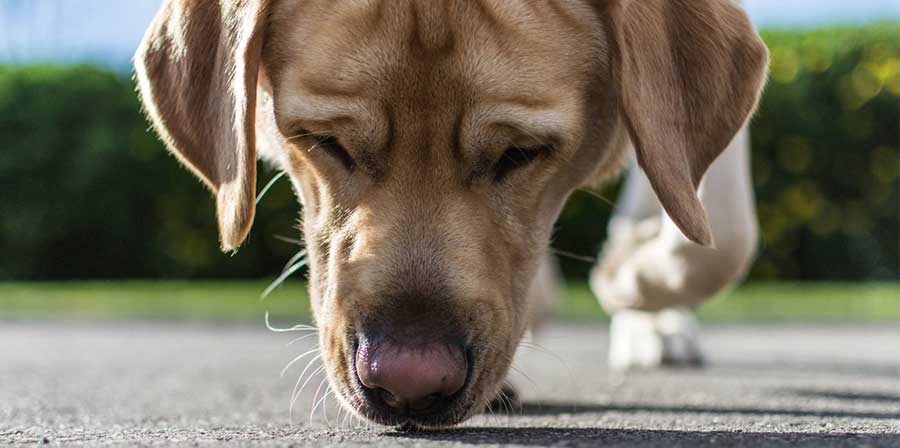 Lo studio: “I cani possono rilevare fino a un miliardesimo di cucchiaino di benzina”