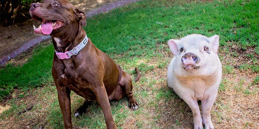 Amicizie speciali, dopo morte proprietario cane e maialino trovano casa insieme