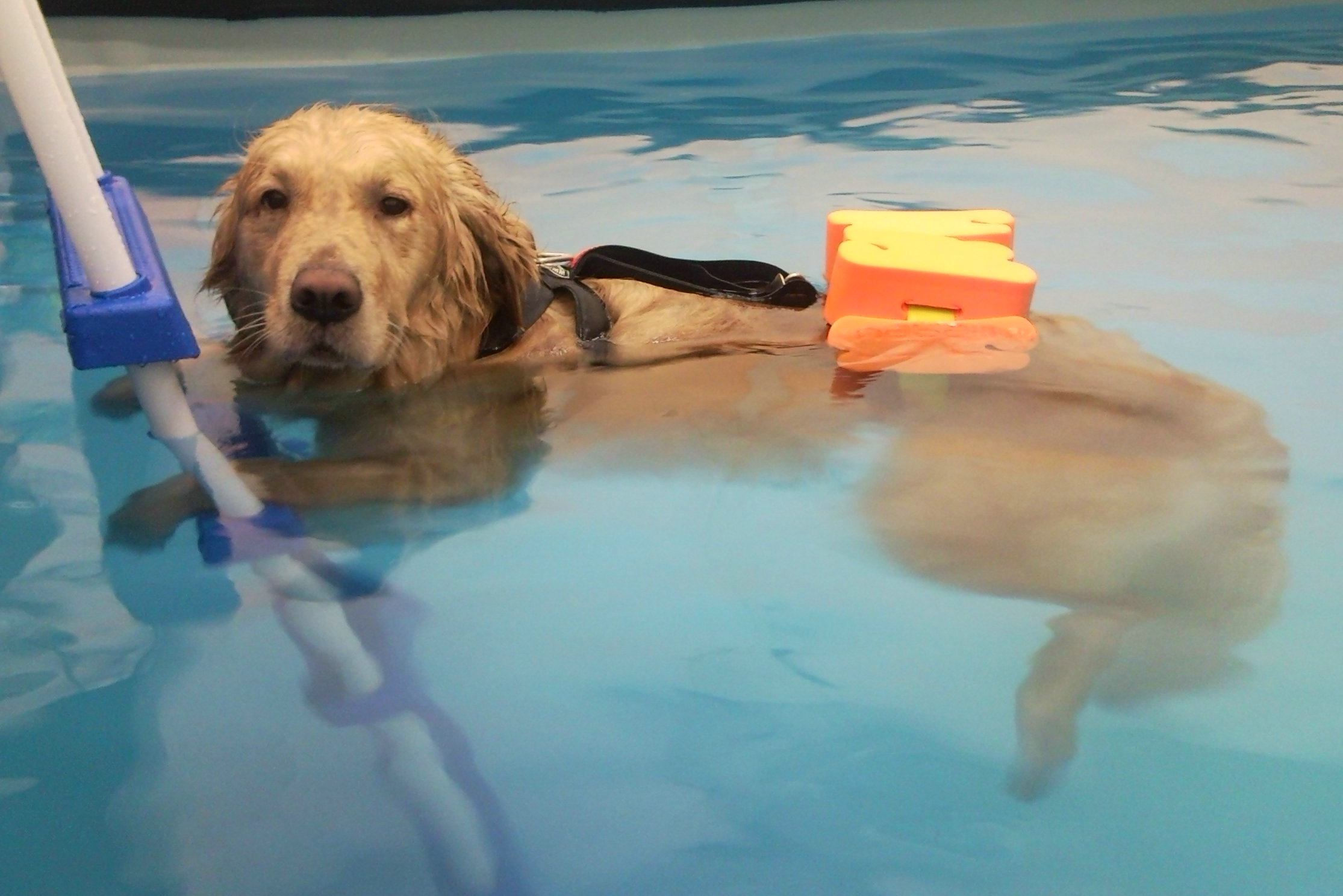 Swimming Dogs - Piscina per Cani