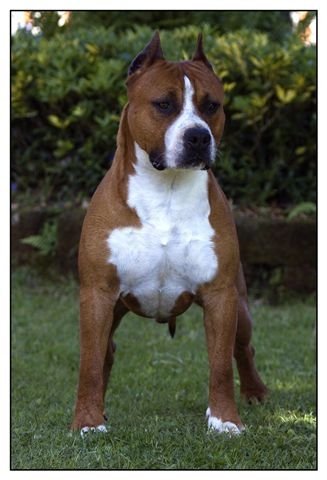 STRONG QUALITY AMSTAFF