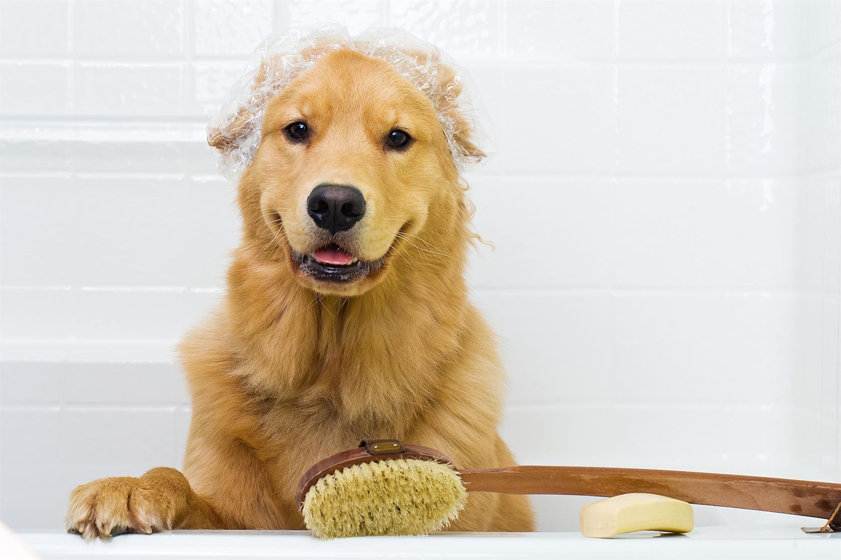How-To-Give-Your-Dog-a-Bath