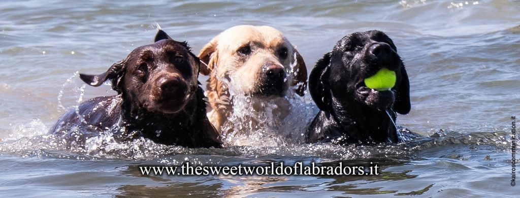 THE SWEET WORLD OF LABRADORS