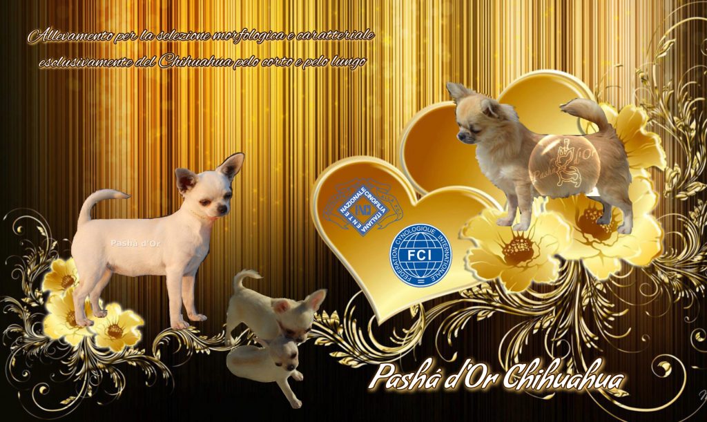 Allevamento Chihuahua del Pashá d'Or