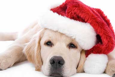 Concorso gratuito di Natale: un selfie con il tuo cane o cane natalizio