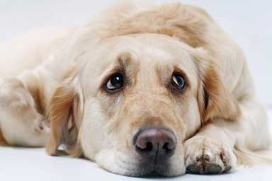 Aumentano i cani depressi: è allarme