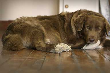 Le sette domande fondamentali sulla displasia dell'anca nei cani
