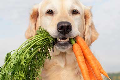 Dieta vegana nel cane