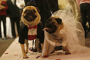 Wedding Dog Assistance